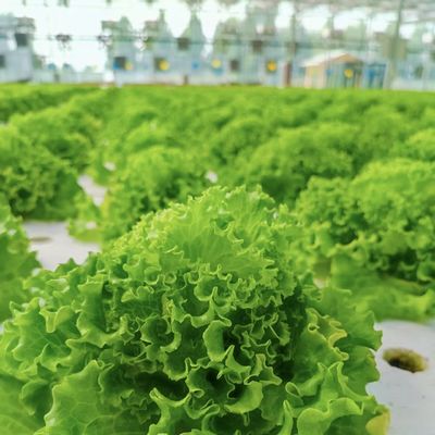 JX-A00172 Tunnel Greenhouse for Commercial Soilless Culture System of Strawberries
