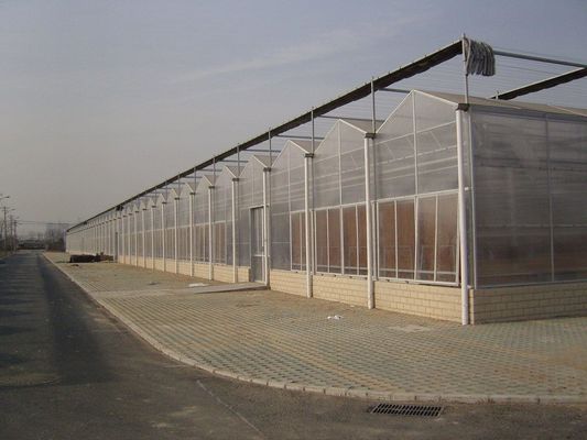 Greenhouse Tomato Cucumber Strawberry Growing System with Film Cover and US Currency