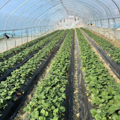 Single Layer Hydroponic Tunnel Greenhouse for Agriculture 30 Days Return Refunds