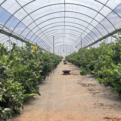 Commercial Cocopeat Growing System in Economical Tunnel Greenhouse for Improved Crop