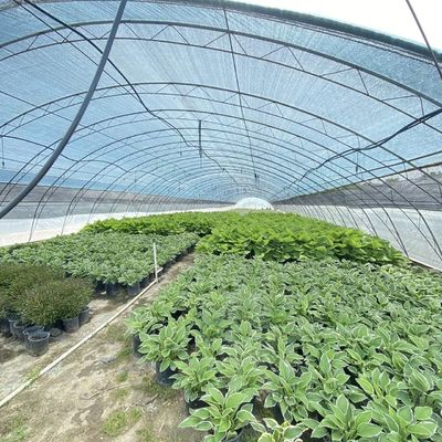 Commercial Cocopeat Growing System in Economical Tunnel Greenhouse for Improved Crop
