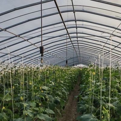 Water Pipe Tunnel Greenhouse for Agriculture and Vegetables in Greenhouse Farming