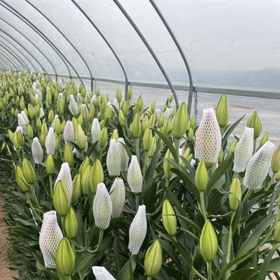 Single Layer Tunnel Greenhouse Hydroponics Growing System for Vegetables Multi Span