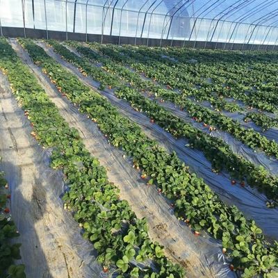 Square Meter Hydroponic System for Large-Scale Vegetable and Flower Production