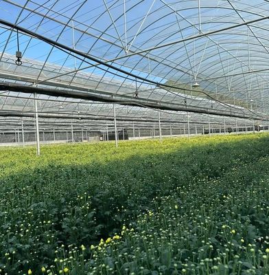 Multi-Span Greenhouse with Hydroponics and Plastic Film Samples US 20/Square Meter