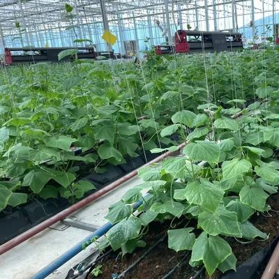 Multi-Span Greenhouse with Hydroponics and Plastic Film Samples US 20/Square Meter