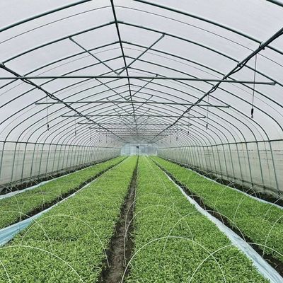 Large Single Arch Tunnel Greenhouse JX-A00182 for Year-Round Vegetable Production