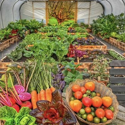 Large Single Arch Tunnel Greenhouse JX-A00182 for Year-Round Vegetable Production