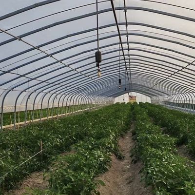 Large Single Arch Tunnel Greenhouse JX-A00182 for Year-Round Vegetable Production
