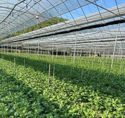 US Currency JX-A0023 Multi-Span Film Greenhouse for Planting Tomota Cucumber Lettuce
