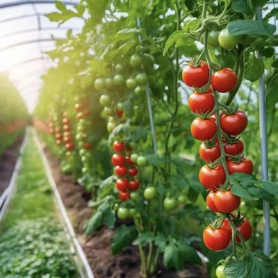 Multi-Span Innovative Drip Irrigation Tunnel Greenhouse System with 30-Day Return Refunds