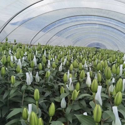 Multi-Span Innovative Drip Irrigation Tunnel Greenhouse System with 30-Day Return Refunds