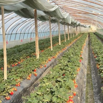 Multi-Span Innovative Drip Irrigation Tunnel Greenhouse System with 30-Day Return Refunds
