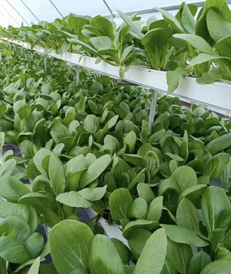 Multi Span Film Greenhouse with Cooling/Shading/Irrigation Large and Low Maintenance