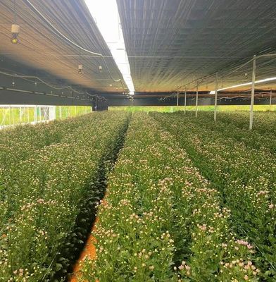 Multi Span Film Greenhouse with Cooling/Shading/Irrigation Large and Low Maintenance
