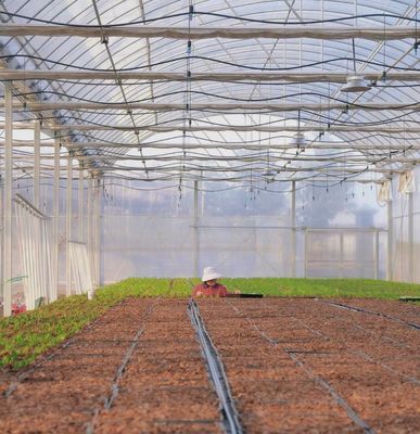 Multi Span Film Greenhouse with Cooling/Shading/Irrigation Large and Low Maintenance