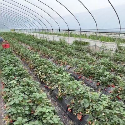 Multi-Span Arch Tunnel Greenhouse Hydroponic Growing System