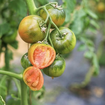 Multi Span Greenhouse Hydroponic Vegetable Growing System for Steel Structure 20.000kg