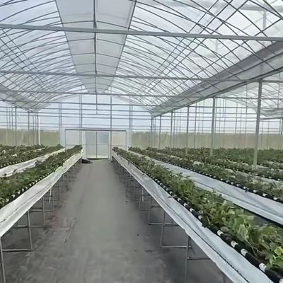 Multi Span Greenhouse Hydroponic Vegetable Growing System for Steel Structure 20.000kg