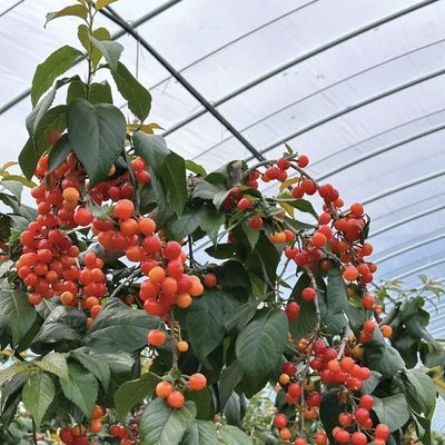 Chinese Origin Film Cover Greenhouse Setup Shipping Cost and Estimated Delivery Time