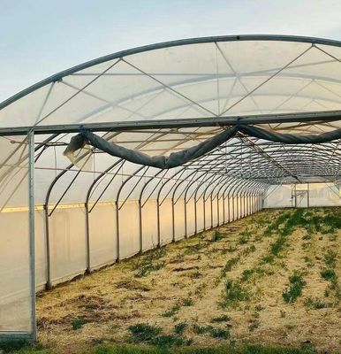 Sunlight Greenhouse for Capsicum Planting Advanced Vegetables Cultivation Method