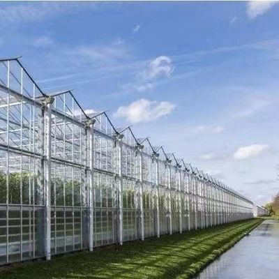 Sunlight Greenhouse for Capsicum Planting Advanced Vegetables Cultivation Method
