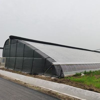 Sunlight Greenhouse for Capsicum Planting Advanced Vegetables Cultivation Method