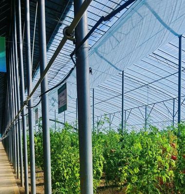 Sunlight Greenhouse for Capsicum Planting Advanced Vegetables Cultivation Method