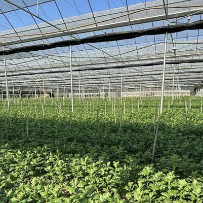 50.00cm * 60.00cm * 50.00cm Package Size Durable PVC Pipe Drip Irrigation System