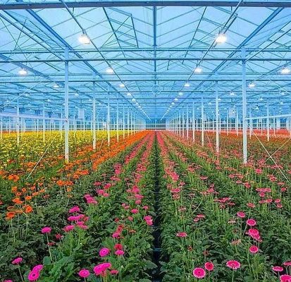 Customized Request Origin Double Arch Beam Greenhouse for Vegetables 20GP/40GP/40HC