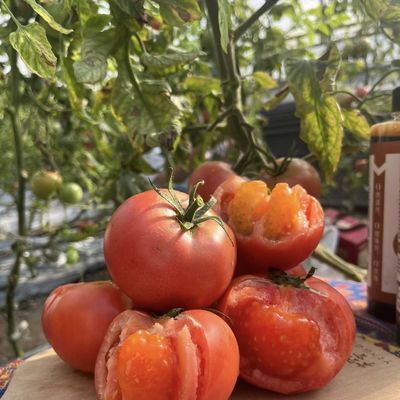 Shipping Cost and Delivery Time for Large Scale Hydroponic Multi-Span Greenhouse