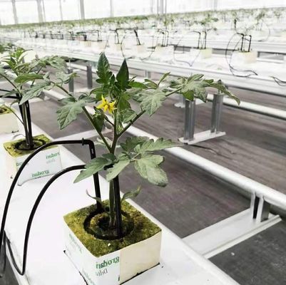 Custom Double Arch Beam Greenhouse for Vegetables Personalized to Your Requirements