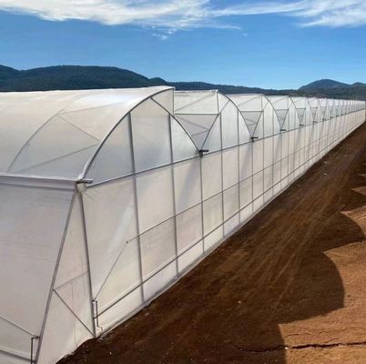 Custom Double Arch Beam Greenhouse for Vegetables Personalized to Your Requirements