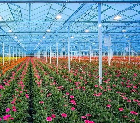 Vegetable Cultivation Greenhouse with Snow Vibrator Return refunds within 30 Days