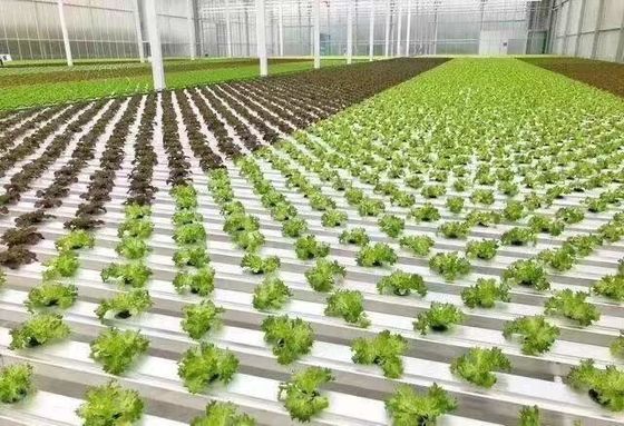 Initial Payment Snow Vibrator Greenhouse for Agriculture Unheated Heating Method