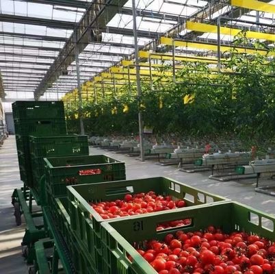 Double Arch Beam Greenhouse for Mushroom Farming Plastic Sheet Cover Single or Multi Span