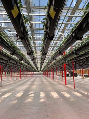 Customized Request Snow Vibrator Greenhouse for Capsicum Farming in US Currency