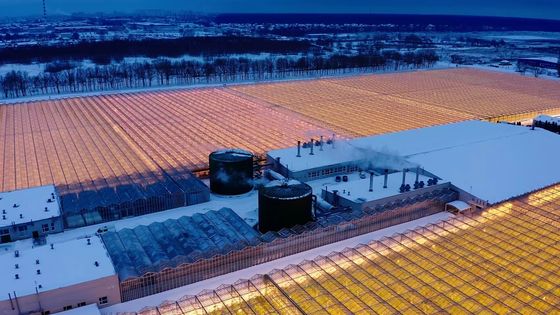 Arched Roof Mushroom Cultivation Sunlight Greenhouse Package Gross Weight 1000.000kg