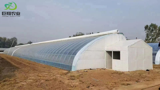 Customized Request Double Arch Beam Greenhouse for Tomato Farming in US Currency