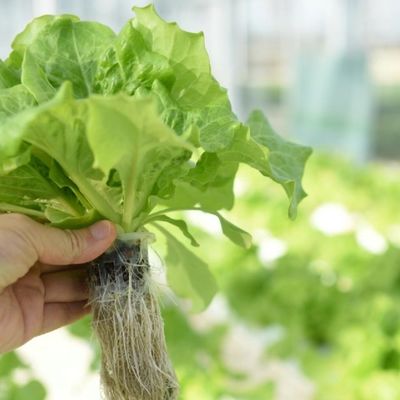Multi-Span Film Greenhouse for Cultivation 20.000kg Package Gross Weight Easy Returns