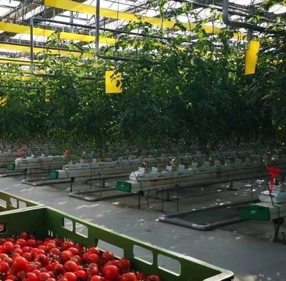 Customization Arch Tunnel Greenhouse Sunlight Greenhouse For Capsicum Farming