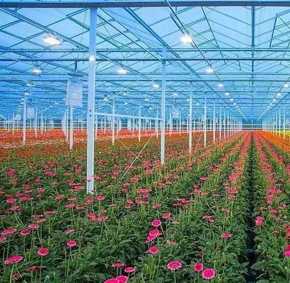 Customization Arch Tunnel Greenhouse Sunlight Greenhouse For Capsicum Farming