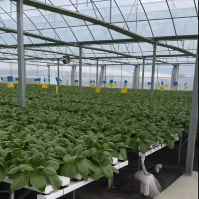 Multi-Span Commercial Greenhouse Kit with Durable PVC Pipe and Drip Irrigation System