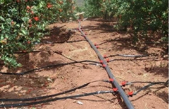 Origin Double Arch Beam Greenhouse for Capsicum Shipping Cost and Production Greenhouse