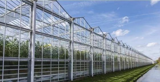 Origin Double Arch Beam Greenhouse for Capsicum Shipping Cost and Production Greenhouse