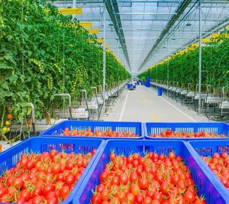 Single or Multi Span Customization Snow Vibrator Greenhouse for Fruit Tomato Planting