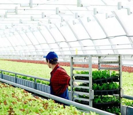 Customized Snow Vibrator Greenhouse for Tomato Planting Single or Multi Span Large