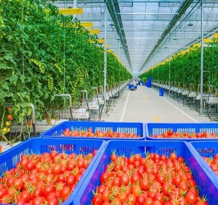 Customized Snow Vibrator Greenhouse for Tomato Planting Single or Multi Span Large
