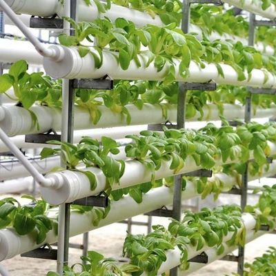 Customization Multi-Span Film Greenhouse with US Currency and Customized Request
