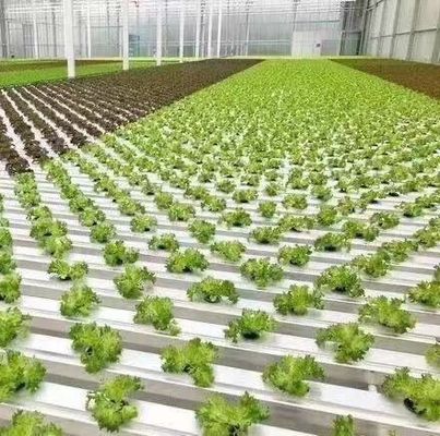 Steel Plastic Double Arch Beam Design Greenhouse For Vegetables